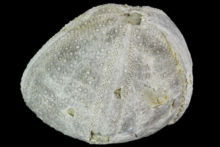 Fossil Sea Urchin (Psephecinus) - Morocco #104531